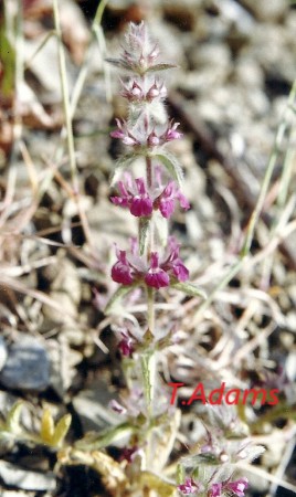 Sideritis purpurea - Kyparissia